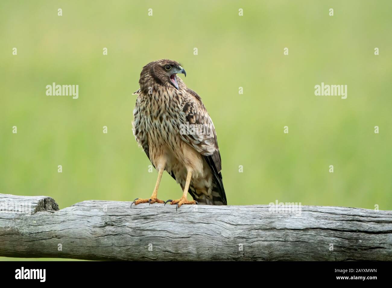 spotted harrier, Circus assimilis, young bird perched on fencepost, Atherton Tablelands, Queensland, Australia 9 January 2020 Stock Photo
