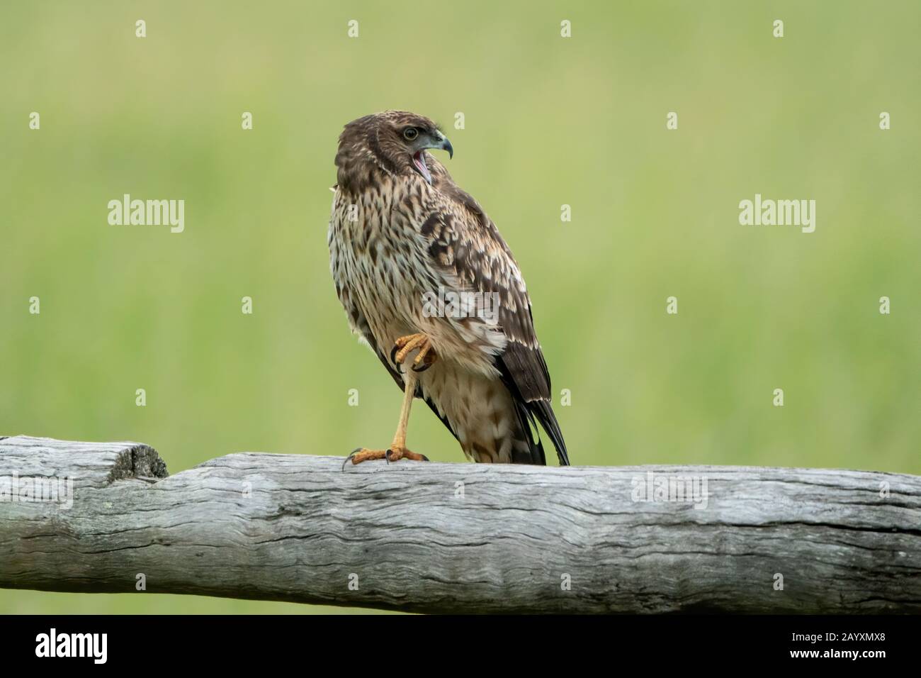 spotted harrier, Circus assimilis, young bird perched on fencepost, Atherton Tablelands, Queensland, Australia 9 January 2020 Stock Photo