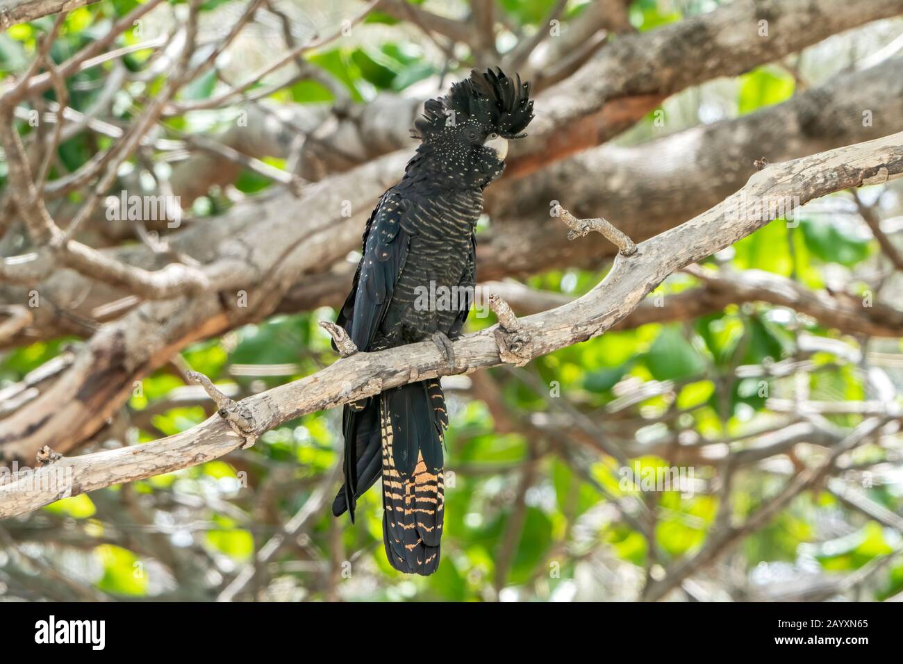 red-tailed black cockatoo, Calyptorhynchus banksii, bird perched in tree, Cairns, Queensland, Australia 7 January 2020 Stock Photo