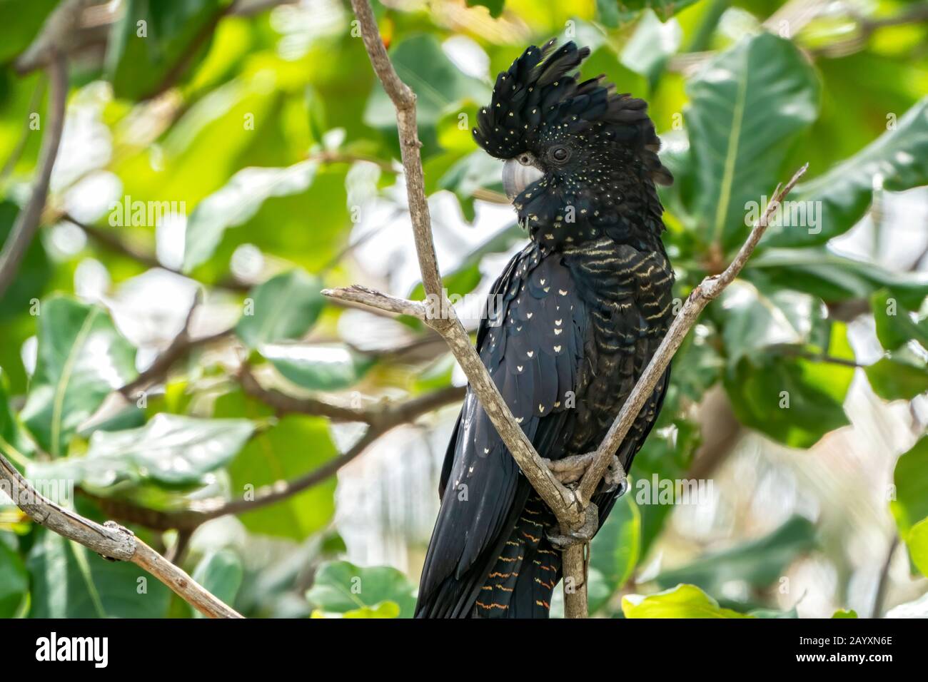 red-tailed black cockatoo, Calyptorhynchus banksii, close up of  bird perched in tree, Cairns, Queensland, Australia 7 January 2020 Stock Photo