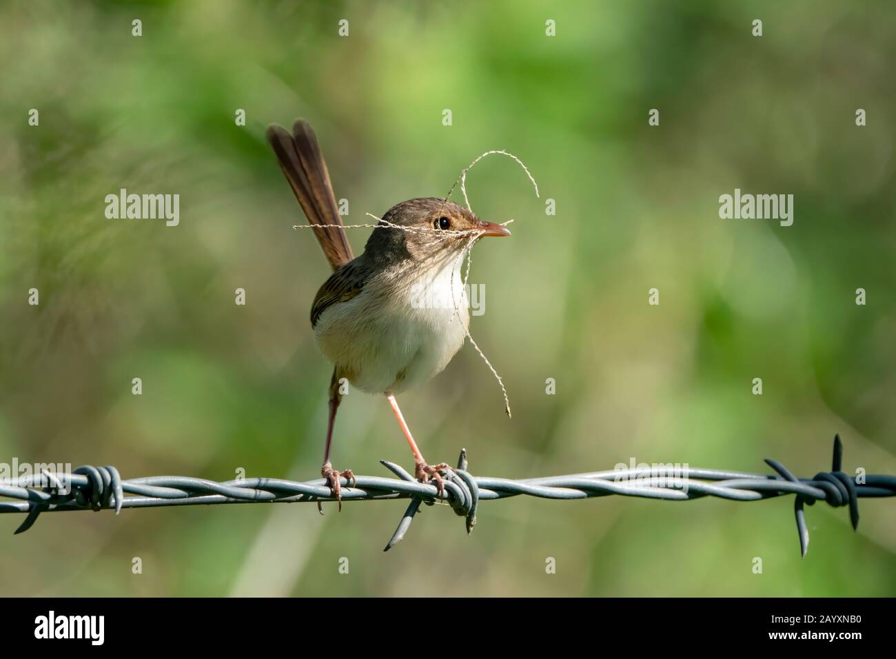 red-backed fairy-wren, Malurus melanocephalus, female carrying nesting material, perched on barbed wire fence, Cairns, Australia 4 January 2020 Stock Photo