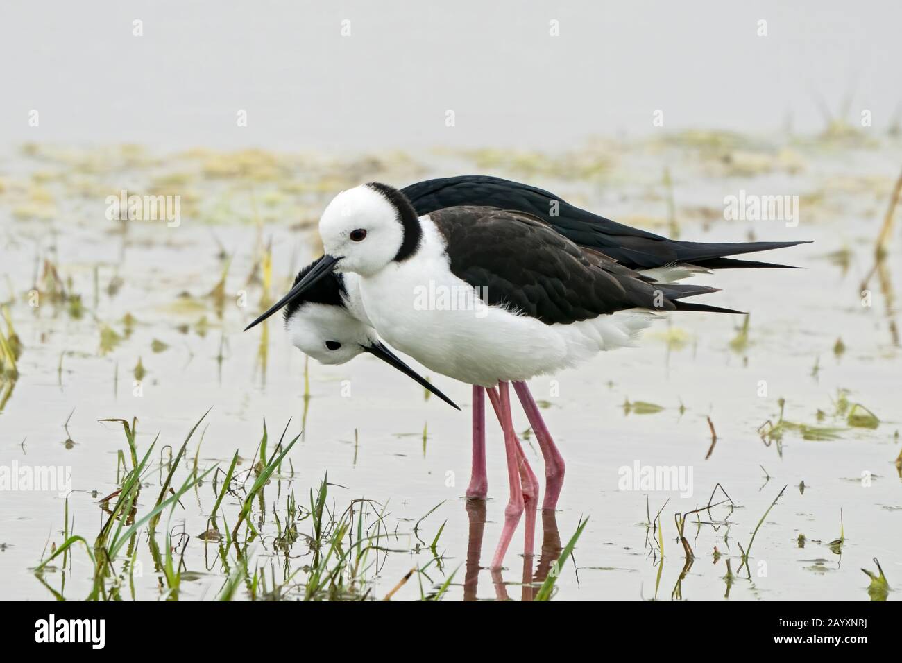 pied stilt, or whitenecked stilt, Himantopus leucocephalus, two birds