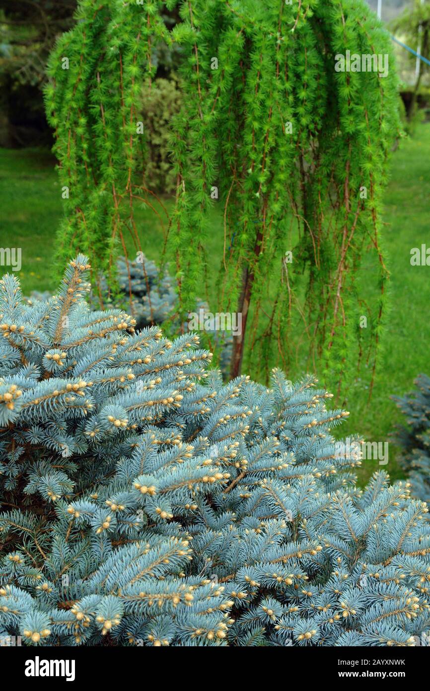 Green summer trees hi-res stock photography and images - Alamy
