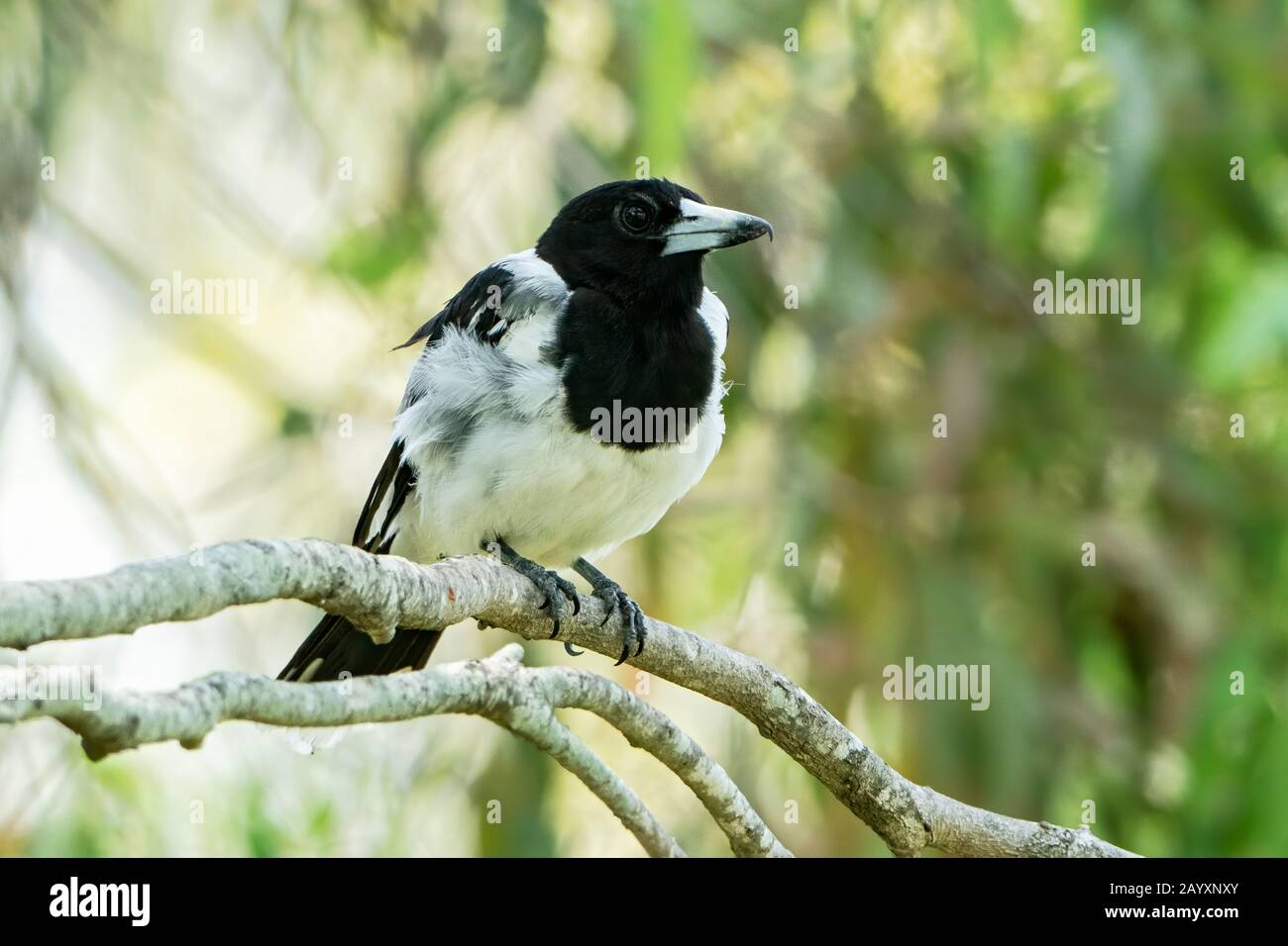 pied butcherbird, Cracticus nigrogularis, young bird perched in a tree, Queensland, Australia 4 January 2020 Stock Photo