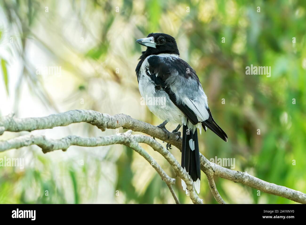 pied butcherbird, Cracticus nigrogularis, young bird perched in a tree, Queensland, Australia 4 January 2020 Stock Photo