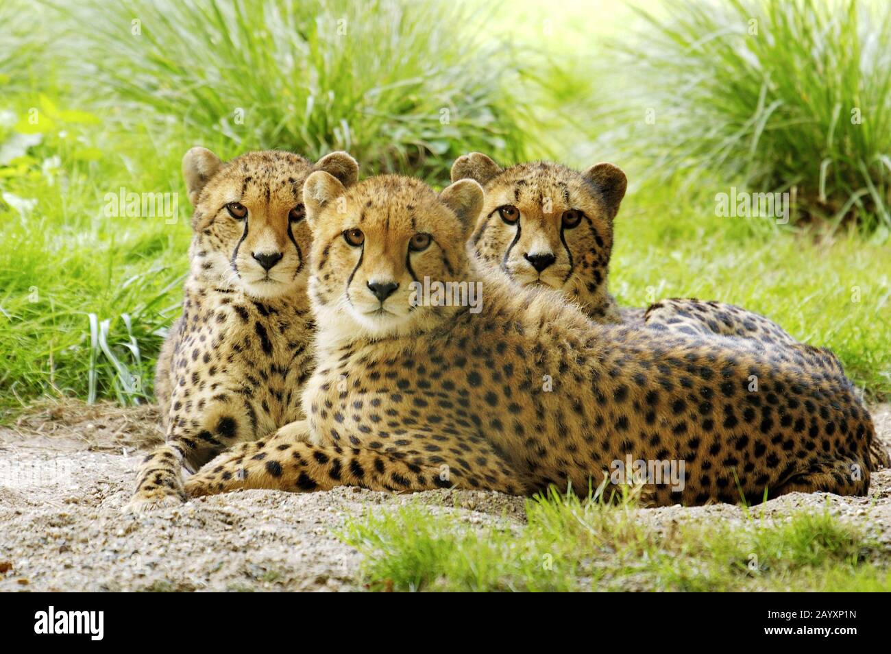 Drei junge Geparden, Afrika, Cheetah, Stock Photo