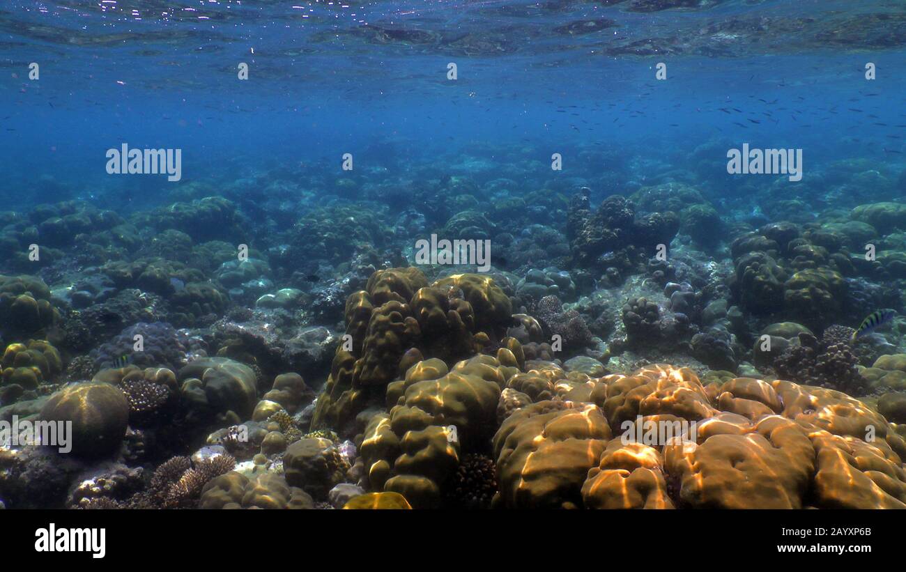 Colorful coral reefs with hard coral Stock Photo - Alamy