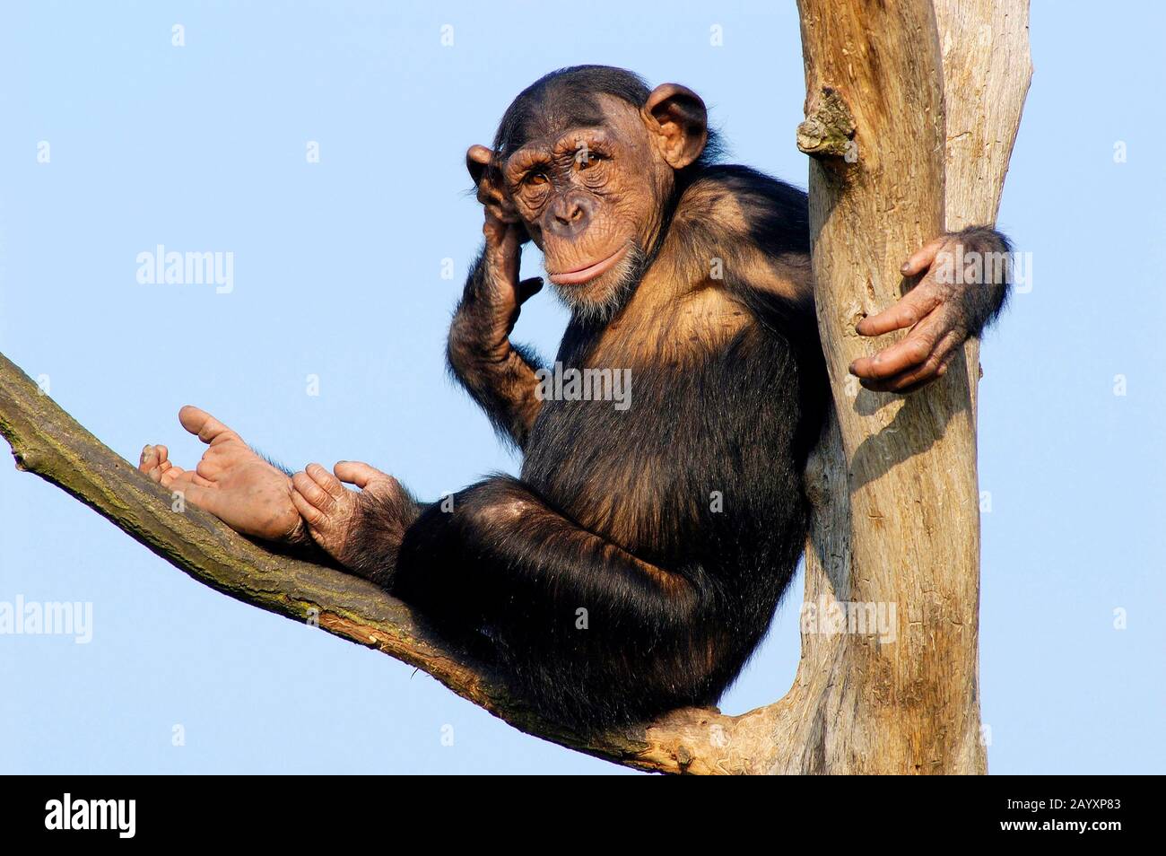 Tiere, Saeugetiere, Affen, Schimpanse, Chimpanzee, Chimby, (Pan troglodytes), Tansania, Tanzania, Afrika, Africa, Stock Photo
