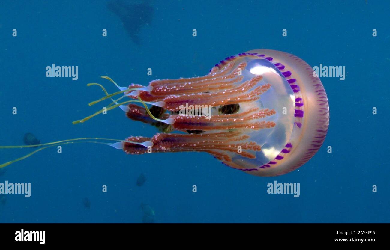 Tropical jellyfish (Mosaic Jellies Family Leptobrachidae) with small