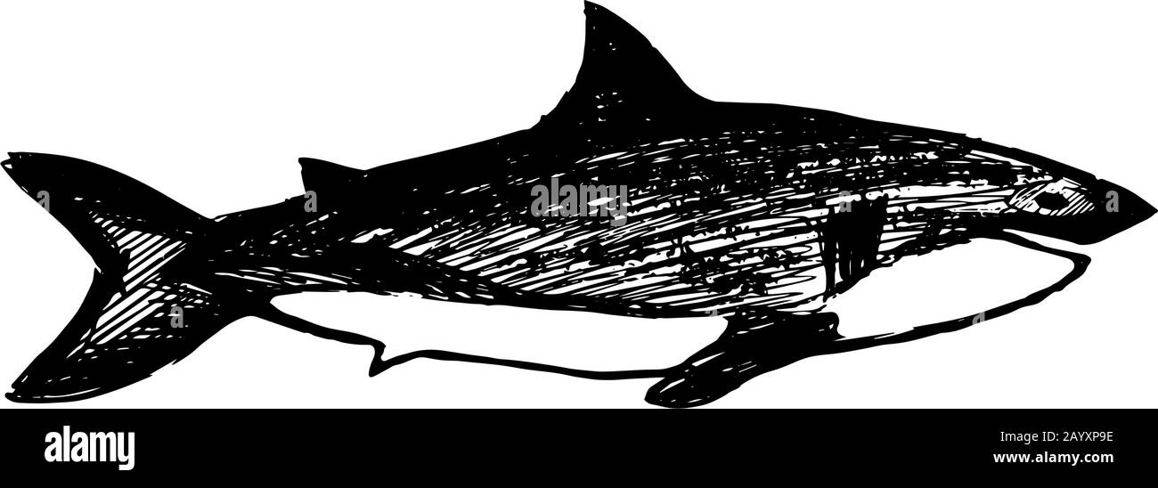 Shark in hand drawn style isolated on white background. Vector sketch illustration. Ocean dangerous animal. Print for adult and kids. Stock Vector