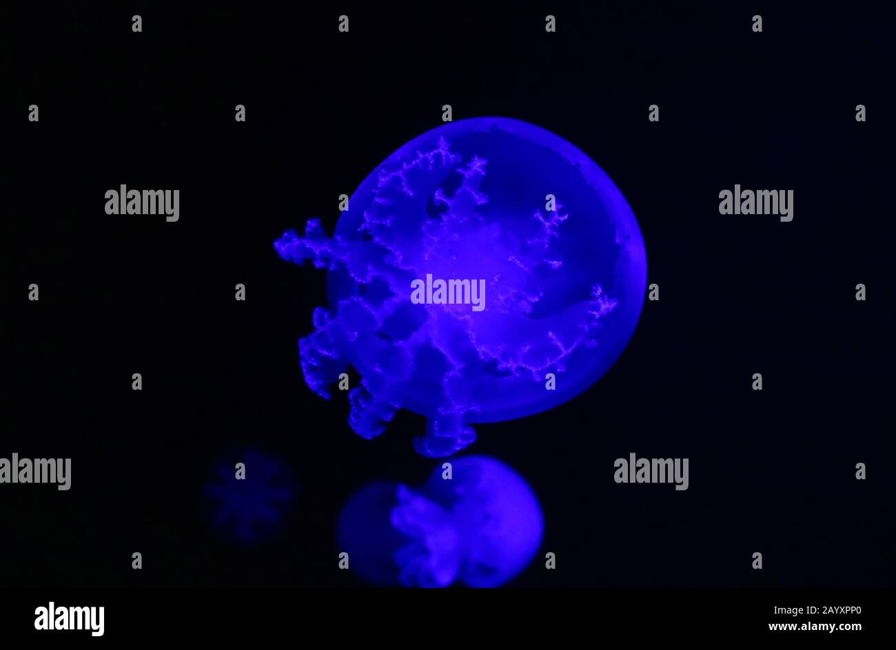 Cannonball jellyfish Stomolophus meleagris , also known as the