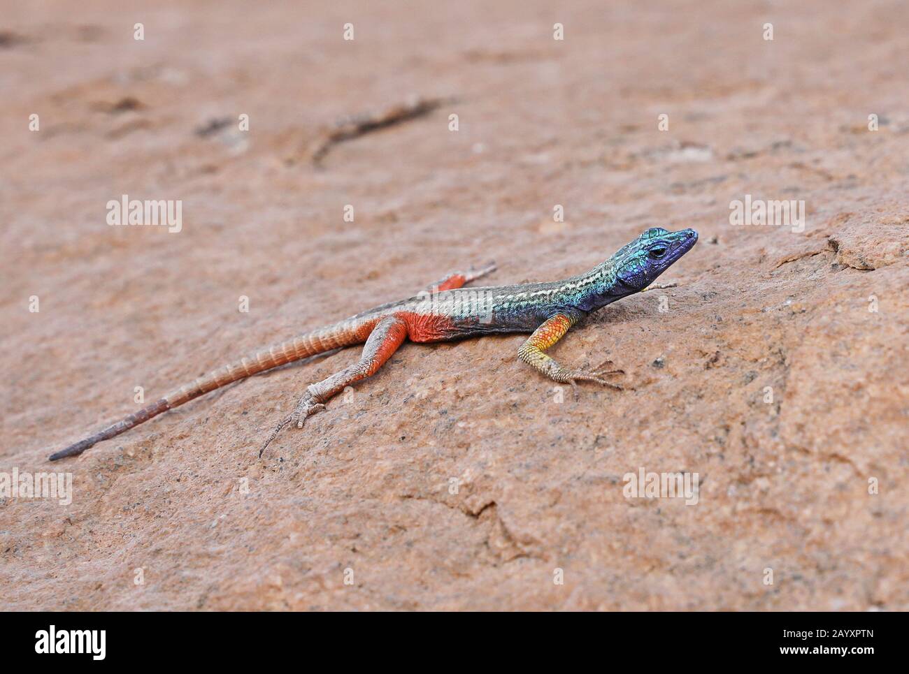 Broadley's Flat Lizard (Platysaurus broadleyi) adult male on rock  Augrabies Falls National Park, South Africa         November Stock Photo