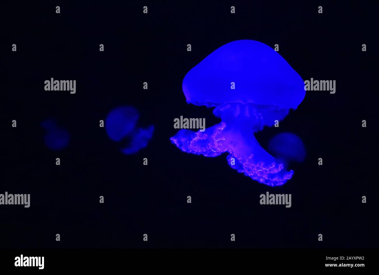 Cannonball Swimming High Resolution Stock Photography and Images Alamy