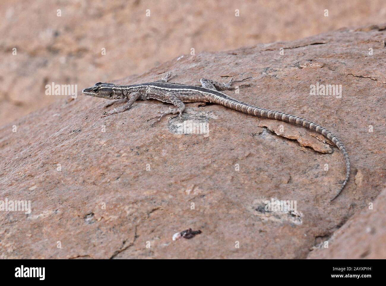 Broadley's Flat Lizard (Platysaurus broadleyi) adult female on rock  Augrabies Falls National Park, South Africa         November Stock Photo