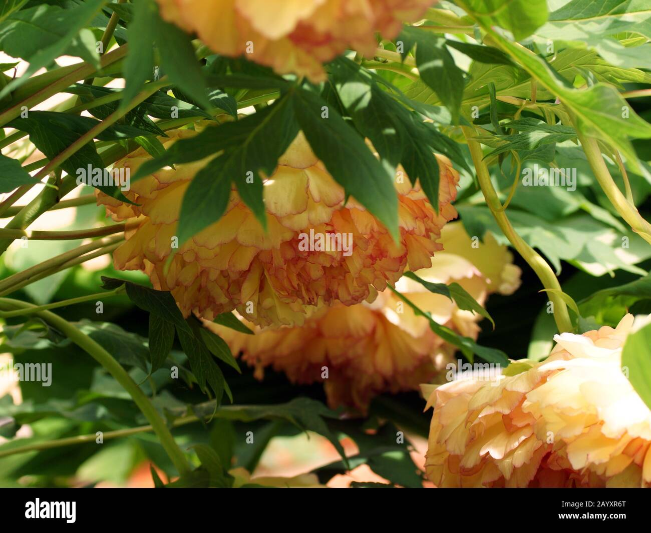 Yellow Tree Peony Paeonia suffruticosa. Peony bowed heavy flower heads. Stock Photo