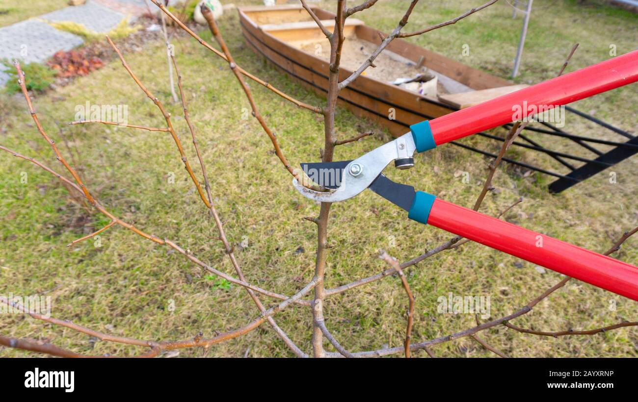 Caring For Fruit Trees - Tle 6 Ag Systematic And Scientific Ways Of Caring Seedlings And Orchard Trees And Fruit Trees Youtube - Find up to four local tree pros.