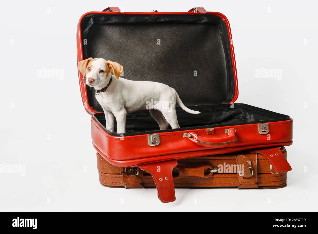 Pet, puppy dog in red suitcase Stock Photo