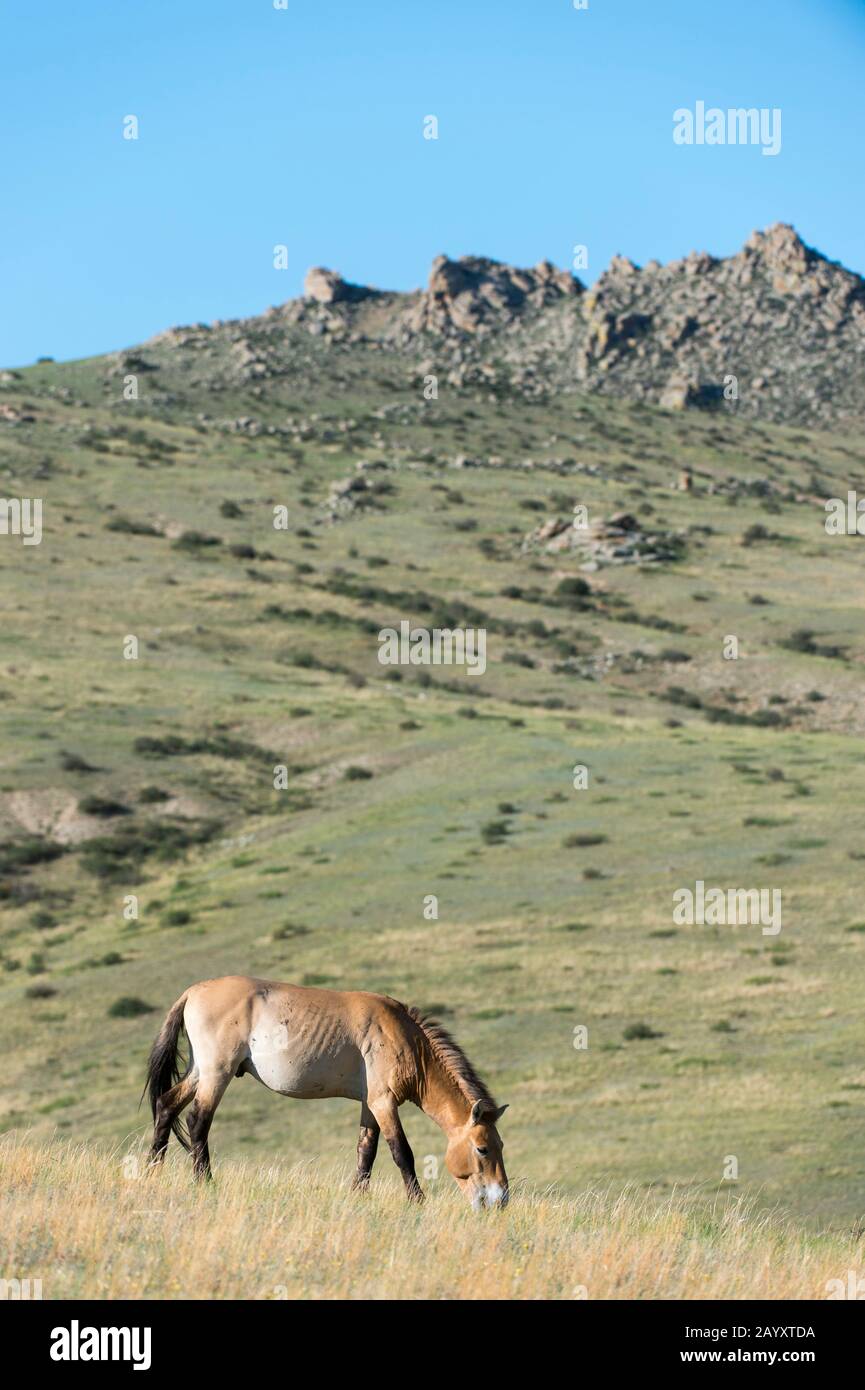 Przewalski horse (Equus przewalskii) or Takhi, the only still living wild ancestor of the domestic horses, at Hustai National Park, Mongolia. Stock Photo