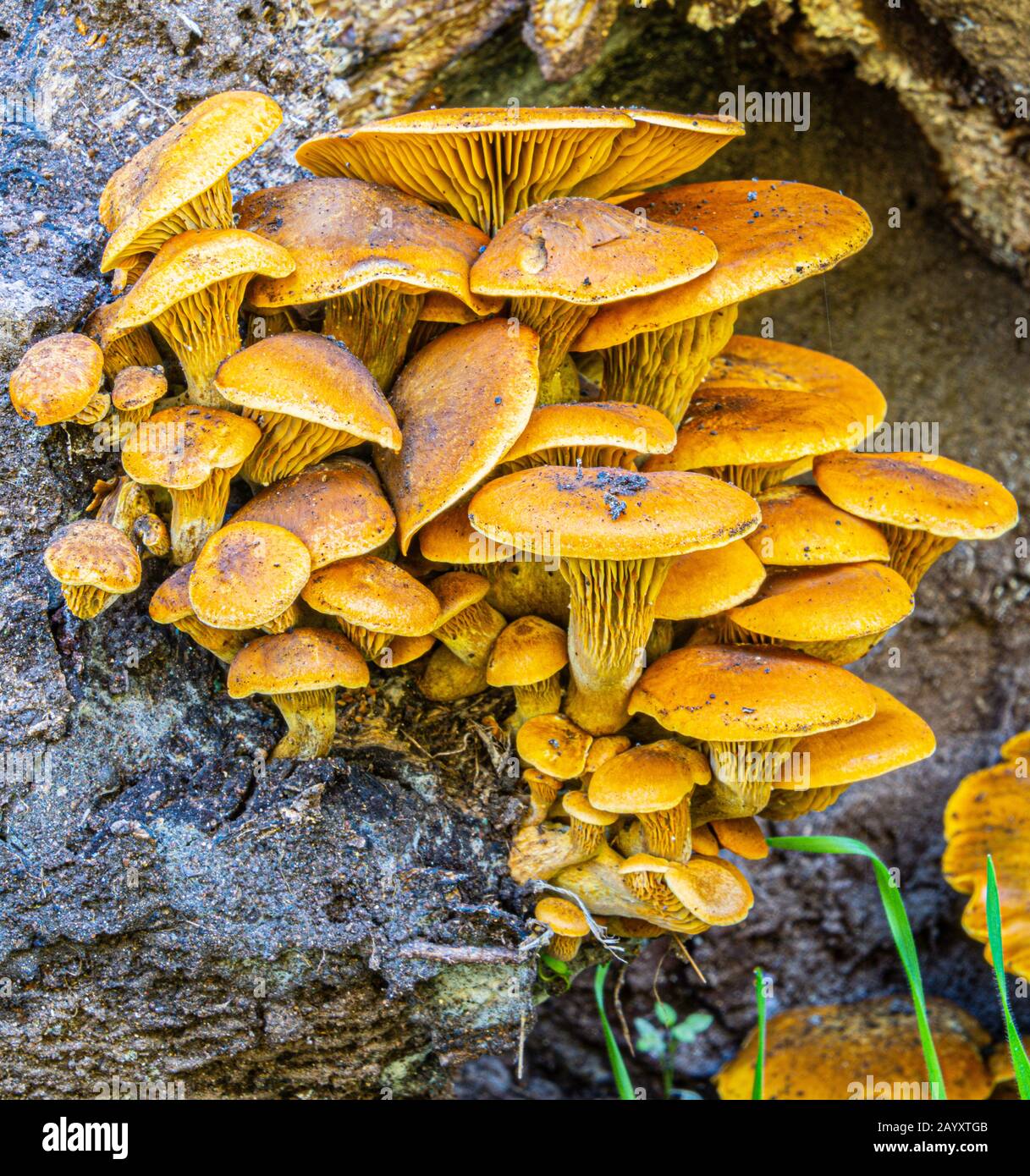 mushroom fungus growing on rotting tree Stock Photo