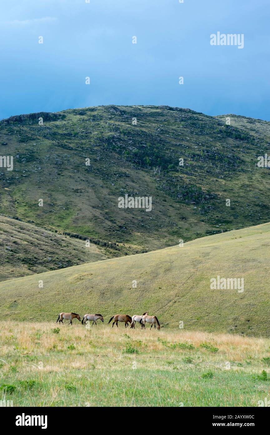 Landscape with Przewalski horses (Equus przewalskii) or Takhi, the only still living wild ancestor of the domestic horses, at Hustai National Park, Mo Stock Photo