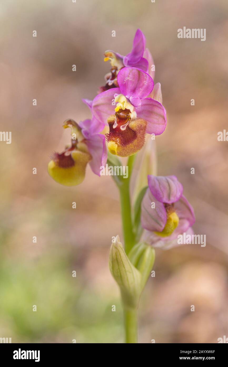 May 2, 2018; Saseta, Burgos (Spain). The orchid Ophrys tenthredinifera in the meadow. Stock Photo