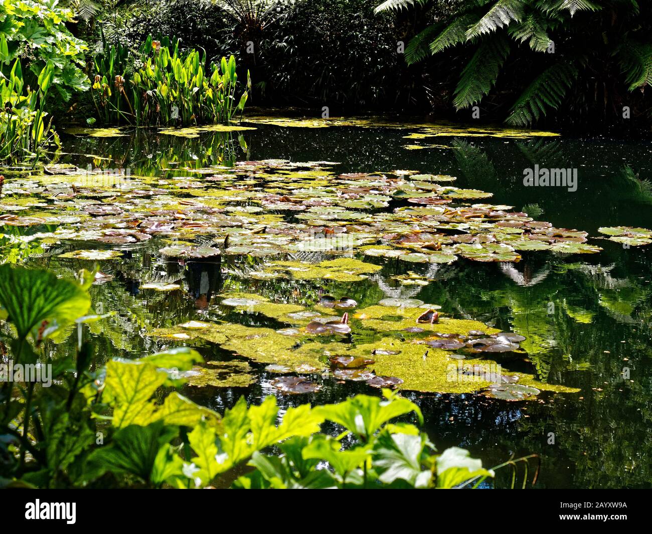 The Lost Gardens of Heligan (in Cornish Lowarth Helygen, meaning