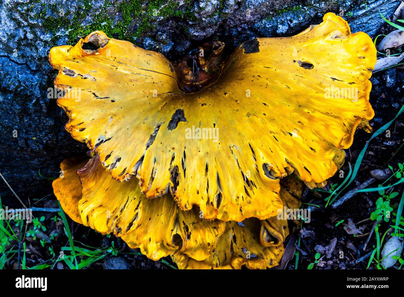 mushroom fungus growing on rotting tree Stock Photo