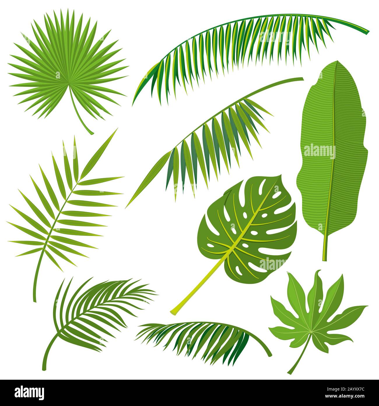 Tropical palm tree jungle leaves vector set. Leaf natural of jungle, green exotic leaves branch illustration Stock Vector