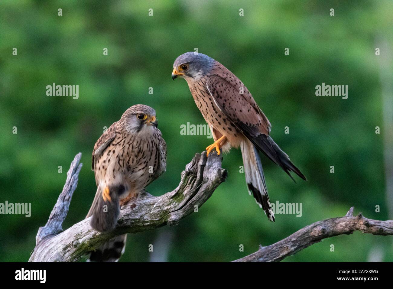 Common kestrel, Ffalco, tinnunculus, sitting in an old tree, male and female together, female having a vole in her claws, Kiskunsági Nemzeti national Stock Photo