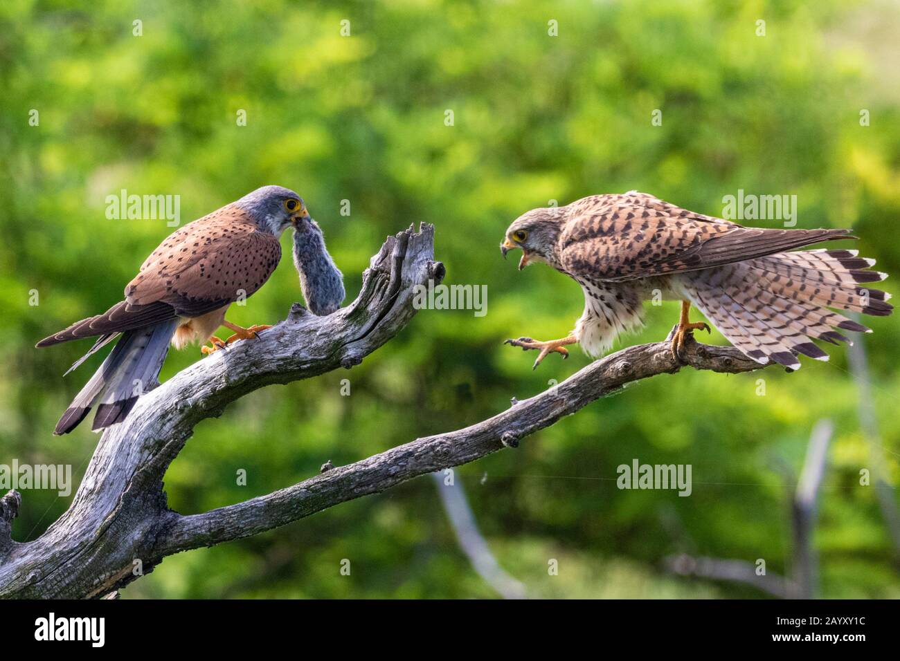 Two Common kestrel, Falco, tinnunculus, sitting in an old tree, male having a vole in his beak, female calling out to the male,  Kiskunsági Nemzeti na Stock Photo