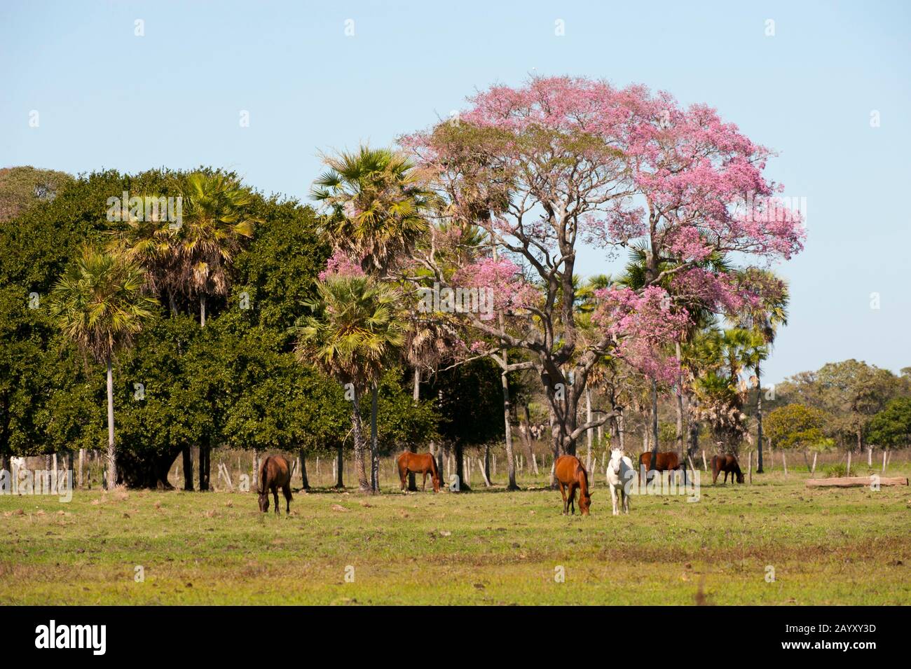 A flowering Pink trumpet tree (Tabebuia heterophylla) and horses at Caiman Ranch in the Southern Pantanal in Brazil. Stock Photo