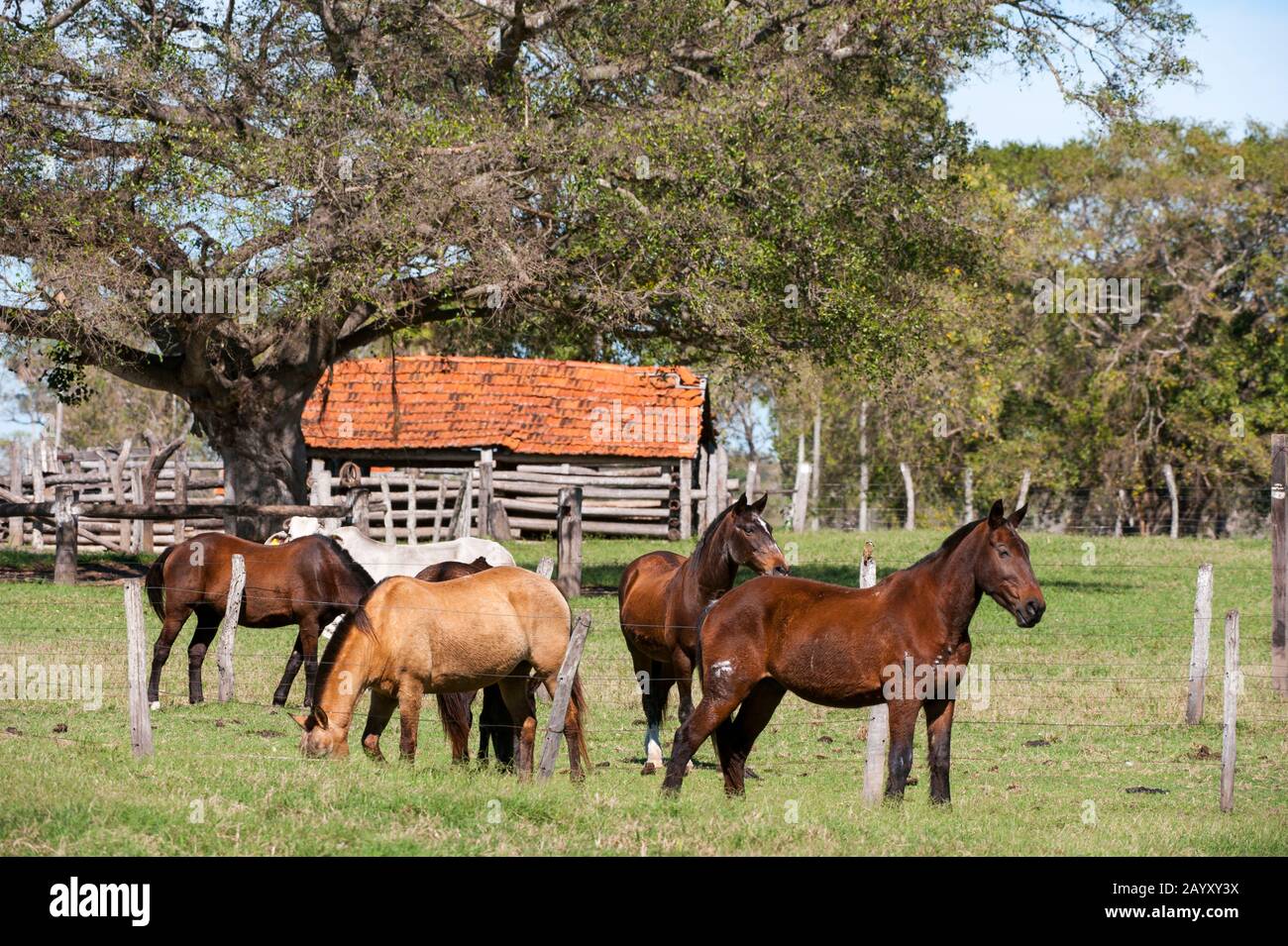 Horses at Caiman Ranch in the Southern Pantanal in Brazil Stock Photo ...