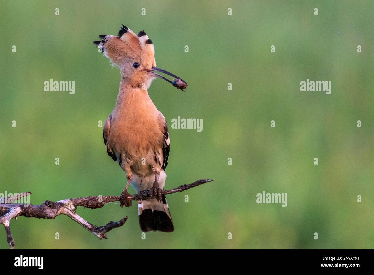 Birds of hungary hi-res stock photography and images - Alamy