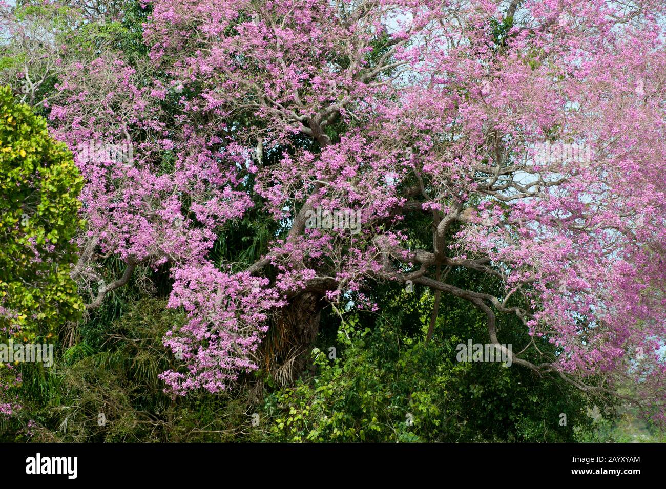 A flowering Pink trumpet tree (Tabebuia heterophylla) at Caiman Ranch in the Southern Pantanal in Brazil. Stock Photo