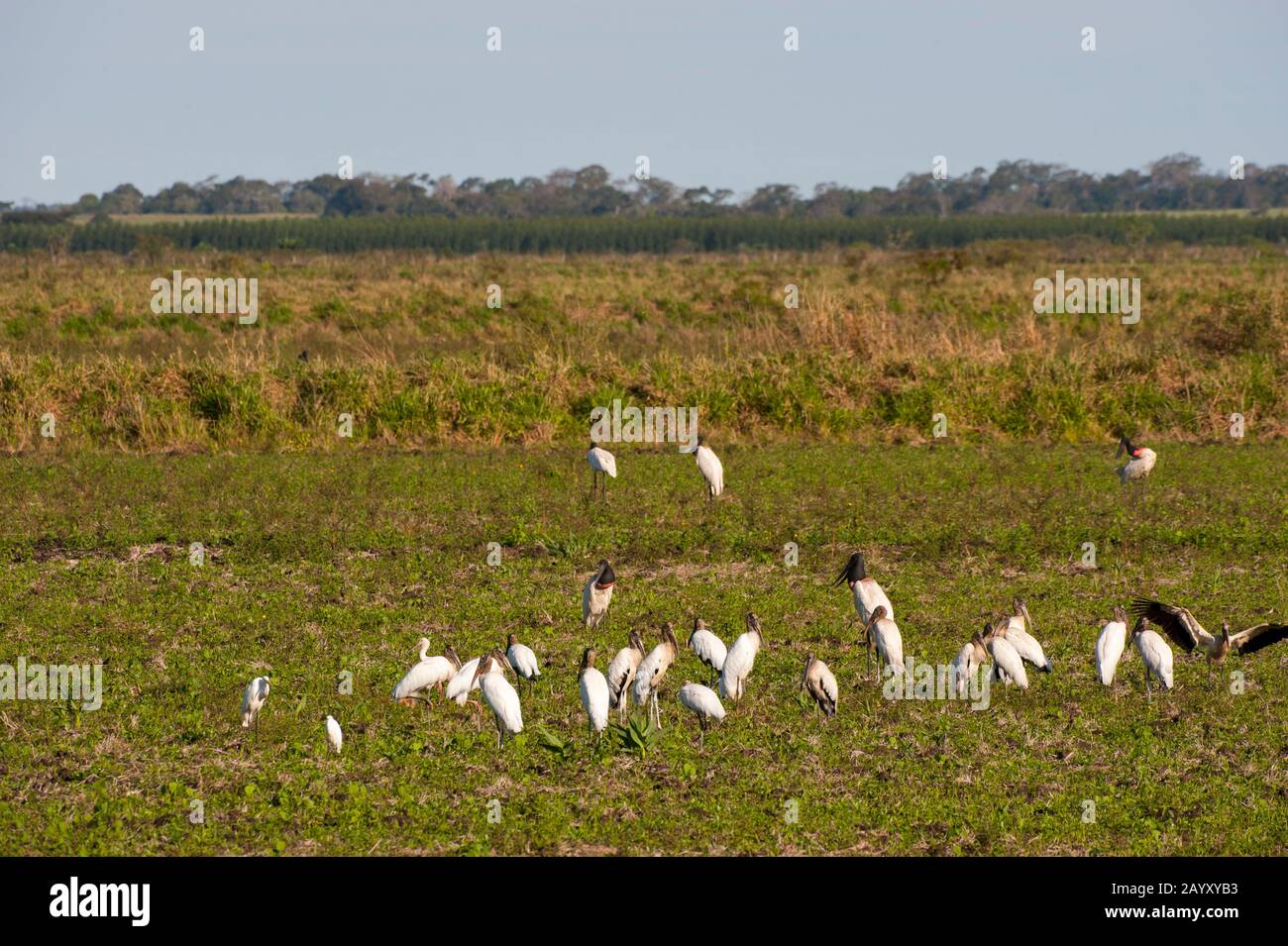 A group of Jabiru storks (Jabiru mycteria) and Wood storks (Mycteria americana) on a field at San Francisco Ranch in the Pantanal in Brazil. Stock Photo