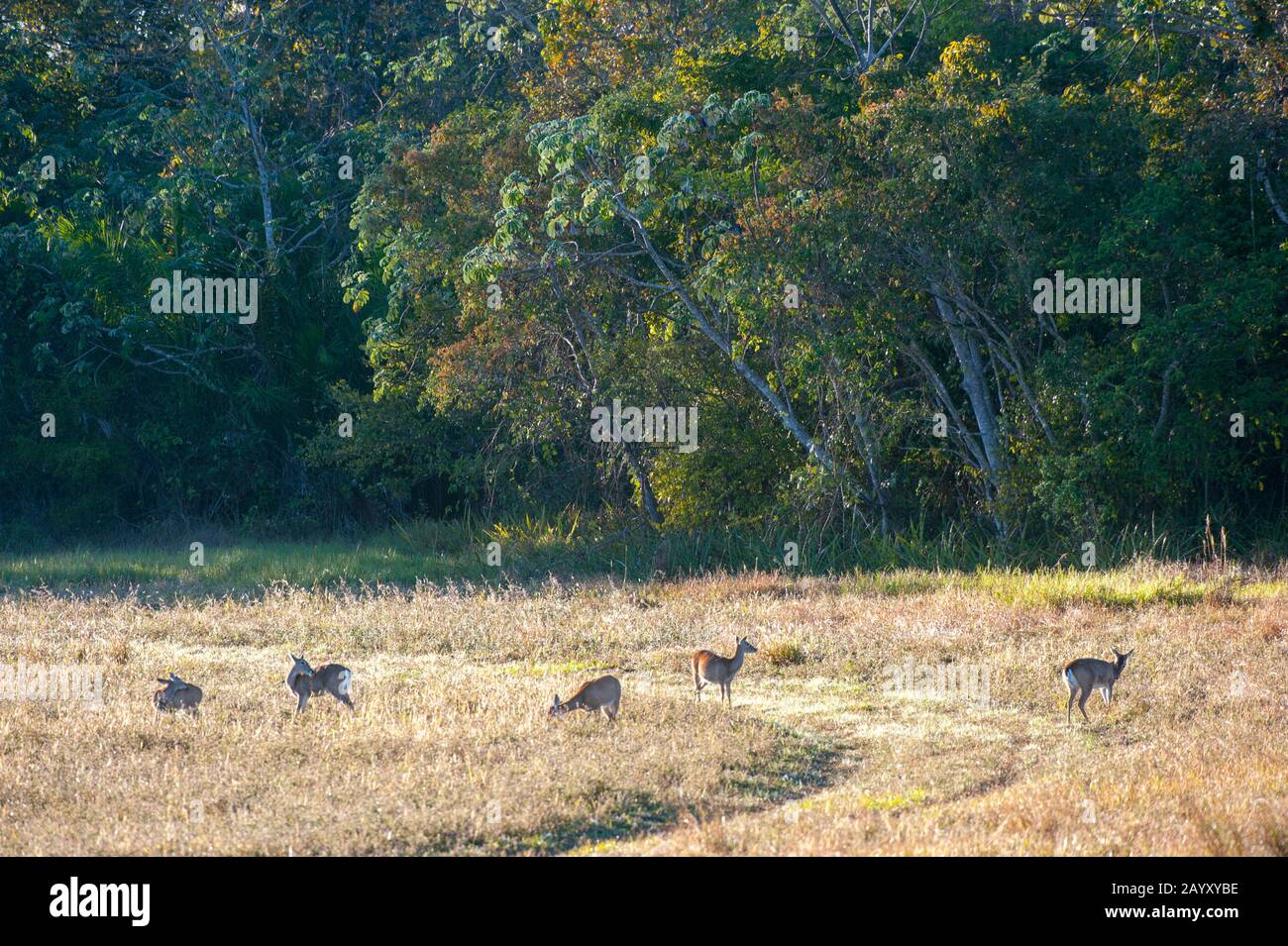 Pampas deer (Ozotoceros bezoarticus) at Caiman Ranch in the Southern Pantanal in Brazil. Stock Photo