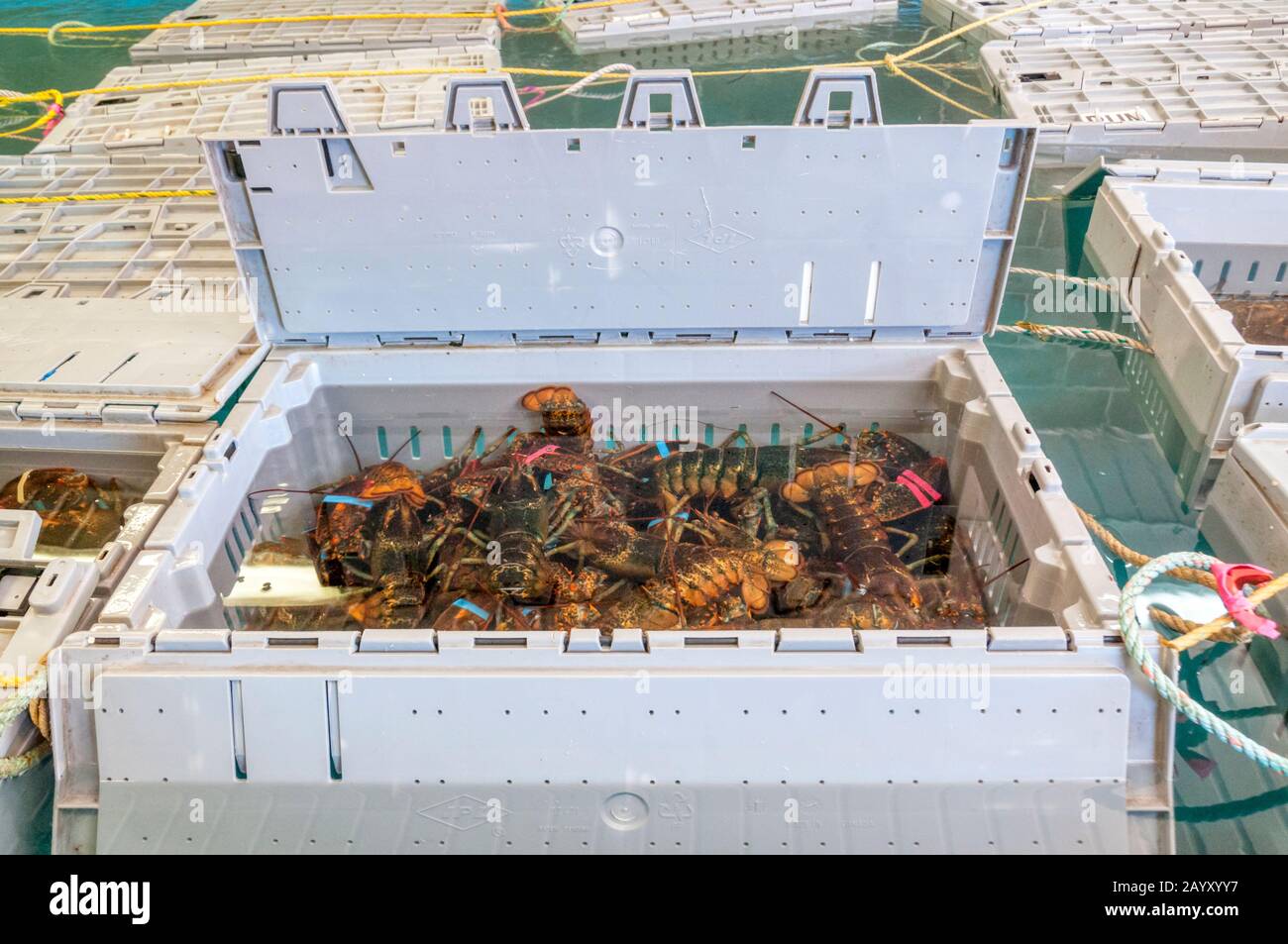 A lobster pound at Twillingate in Newfoundland, Canada. Stock Photo