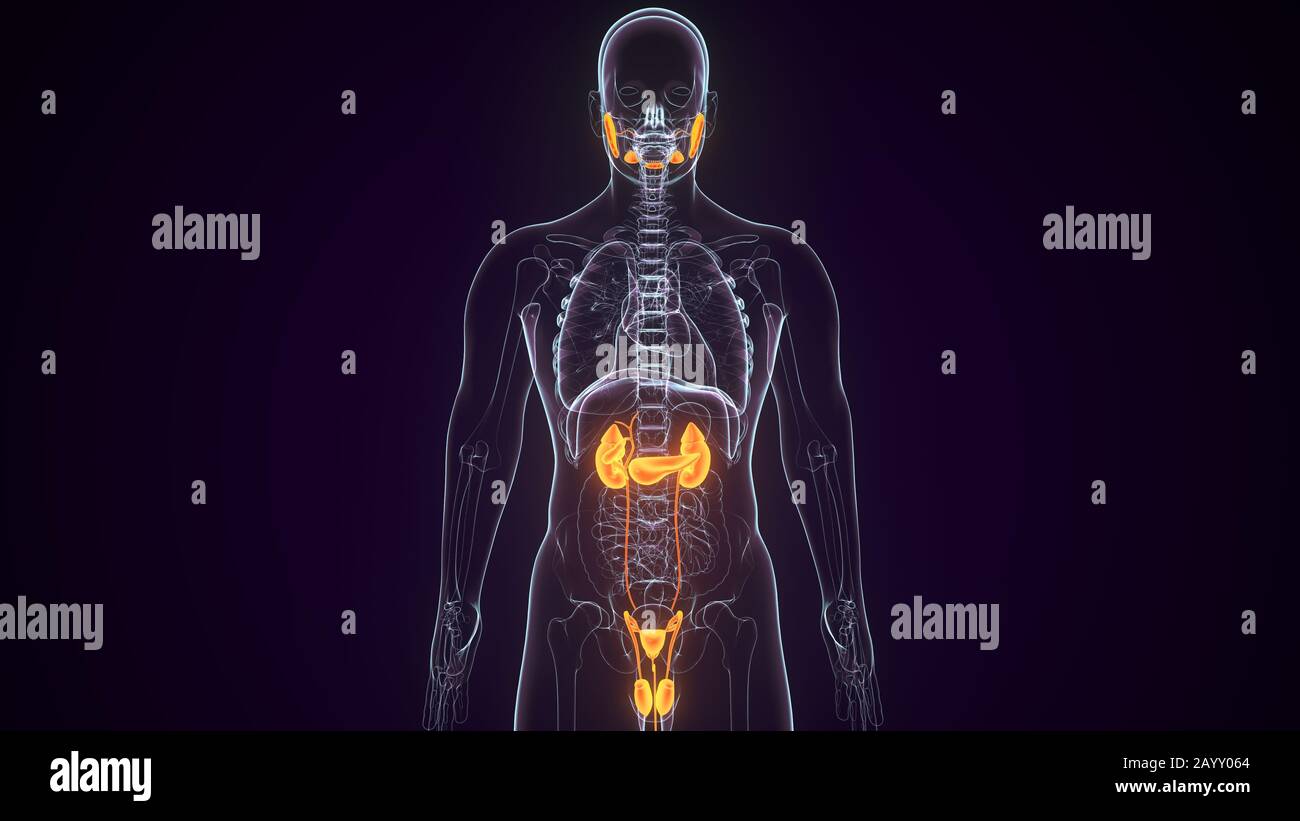 3d render of human kidney anatomy system Stock Photo