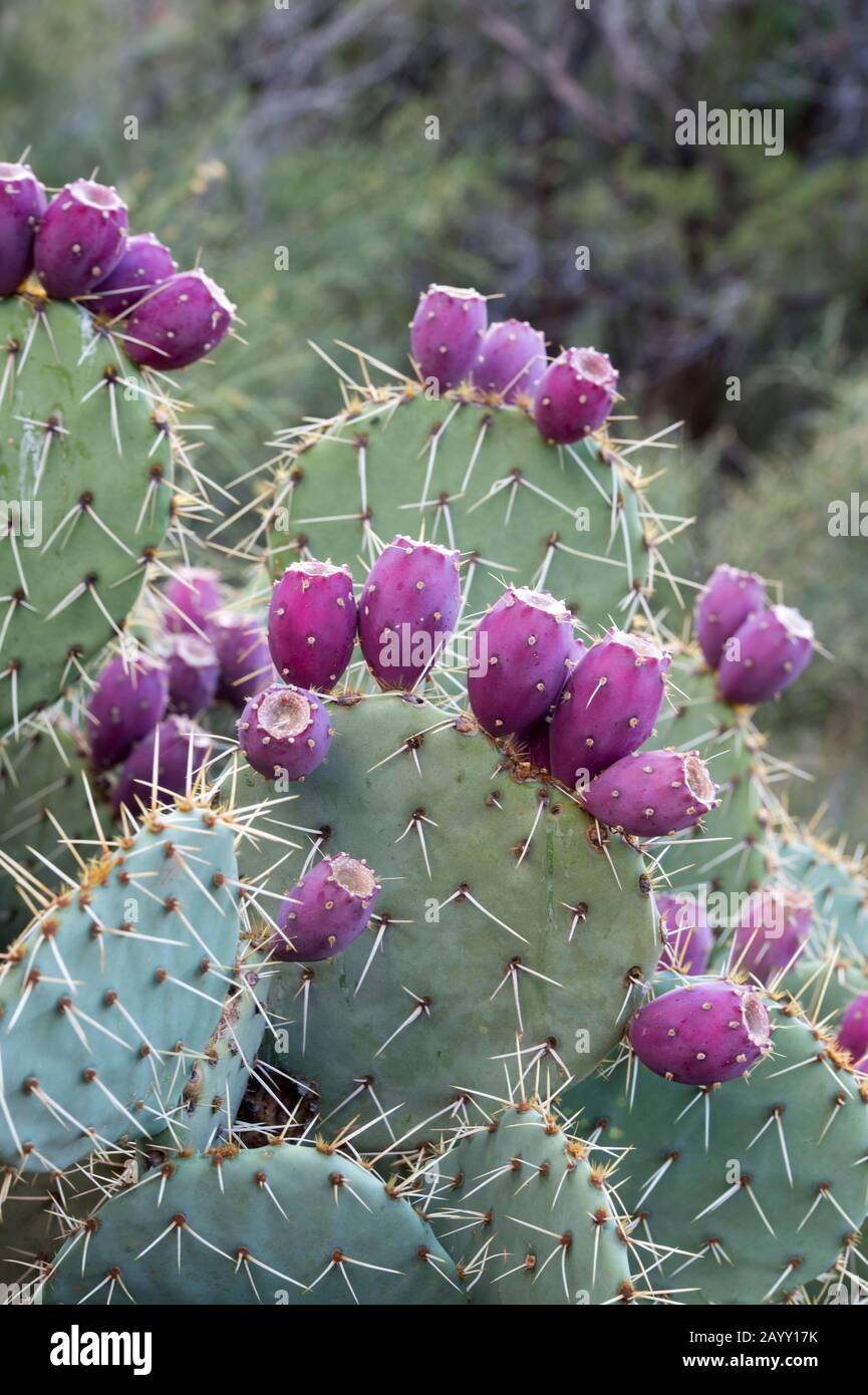A prickly pear cactus (Opuntia) with fruit at the Airport Mesa Loop trail in Sedona, Arizona, USA. Stock Photo