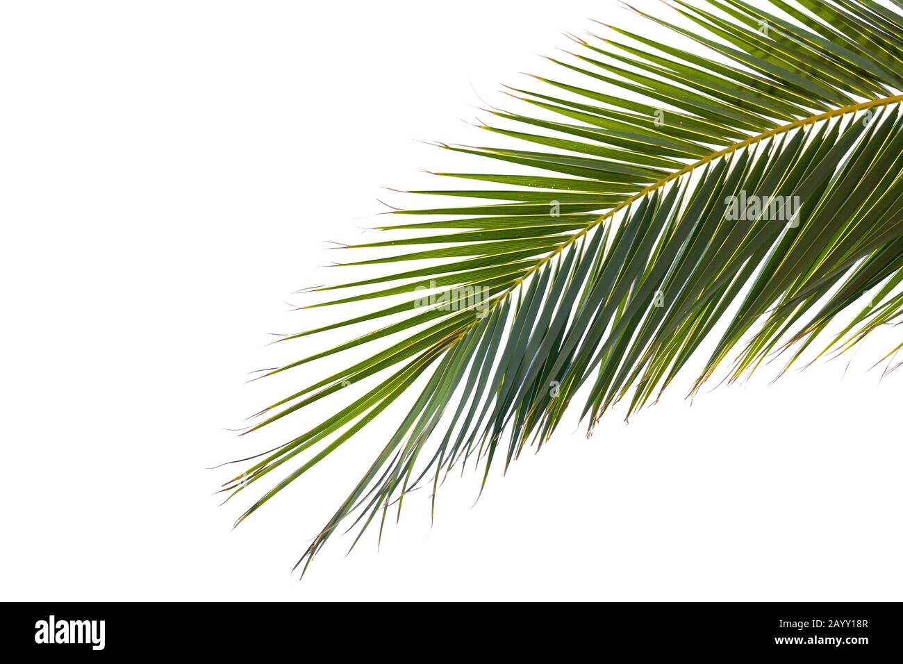 Green leaf of a palm tree isolated on white background Stock Photo - Alamy