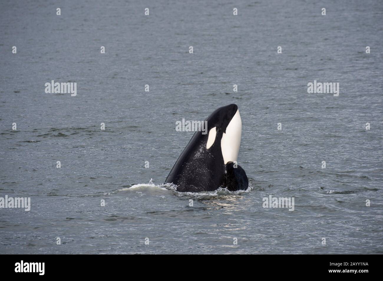 Orca (Killer whale) spyhopping off Wrangell Island, in Southeast Alaska, USA. Stock Photo