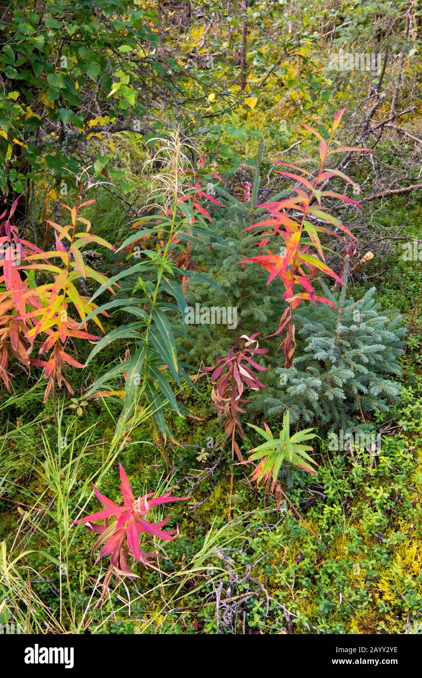 Scene with a small White spruce and Fireweed (Epilobium angustifolium) turning red in early fall at Brooks Falls in Katmai National Park and Preserve, Stock Photo