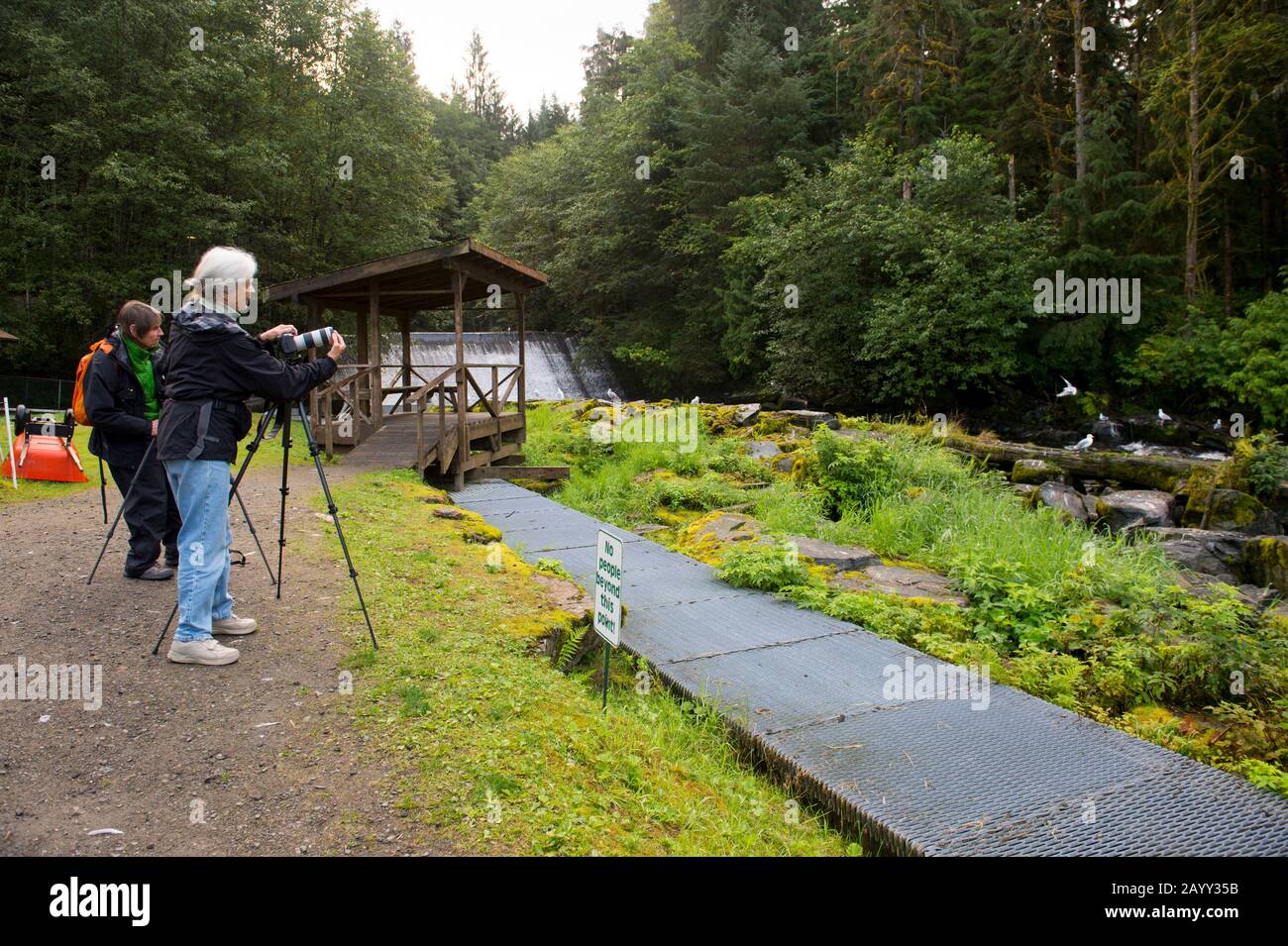 Tourists photographing black bears at the fish hatchery at Neets Bay