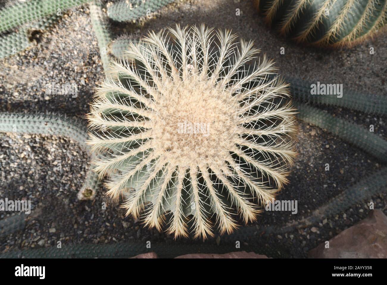 Big 'Echinocactus Grusonii' Golden Barrel Ball or 'Mother In Law Cushion' cactus, top view Stock Photo