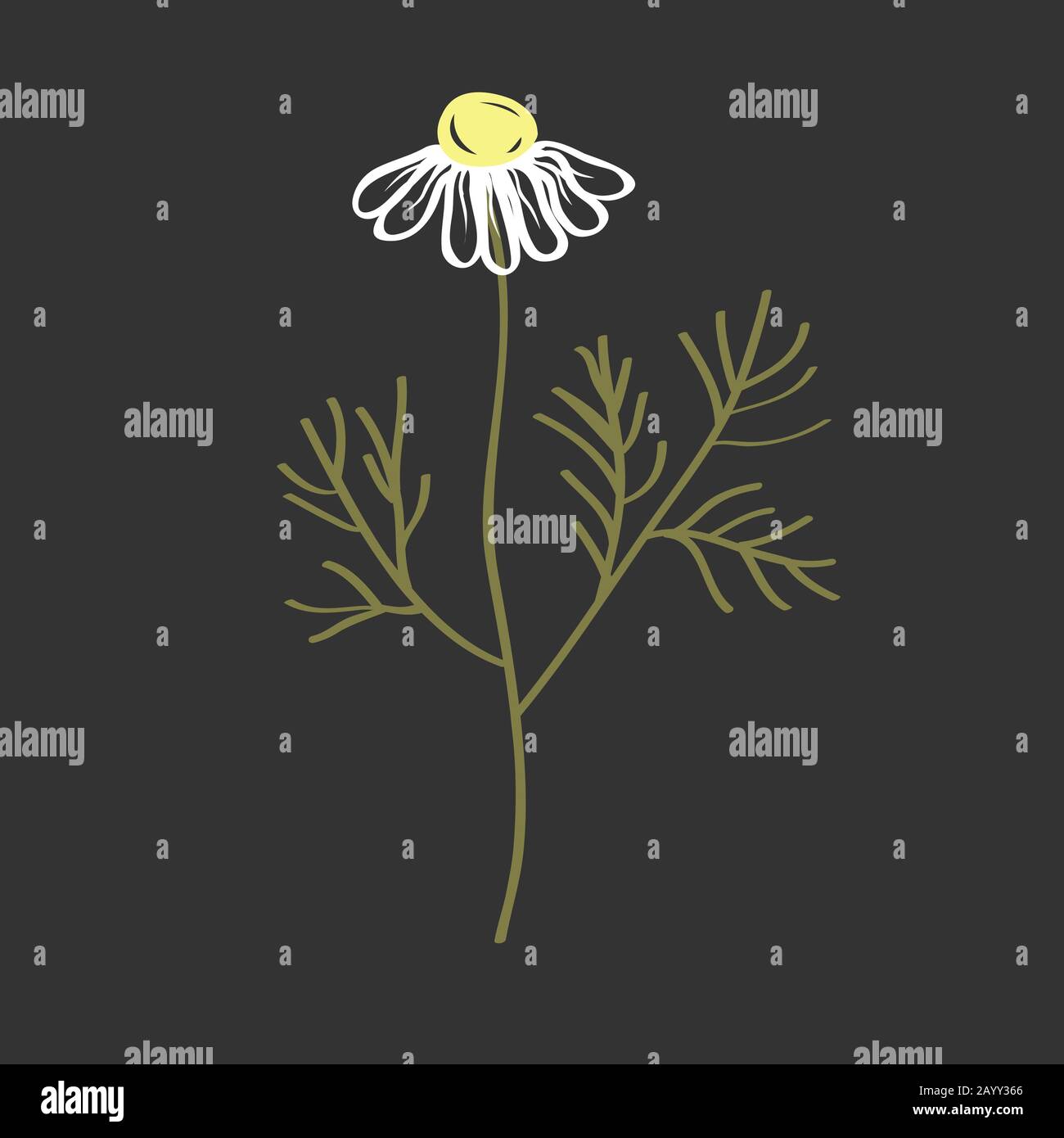Doodle vector of Chamomile Flower. Hand drawn Symbol of Love, White Daisy, Signs of Spring and Summer Stock Vector