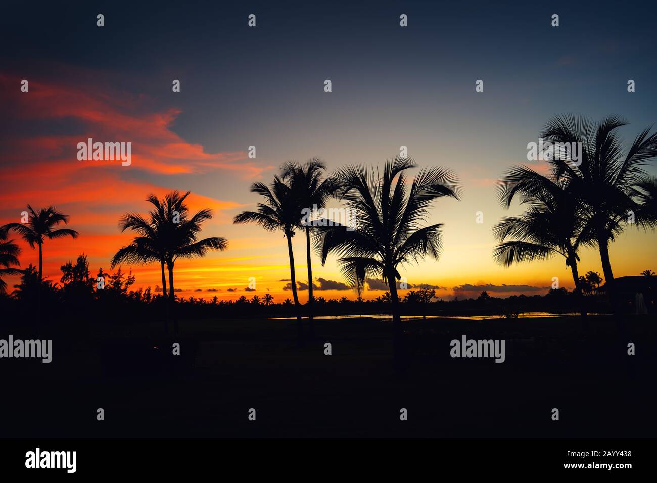 Aerial view palm trees sea hi-res stock photography and images - Alamy