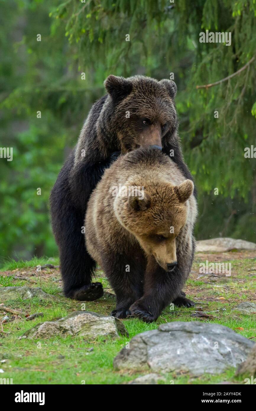 Eurasian brown bears (Ursus arctos arctos) mating Stock Photo