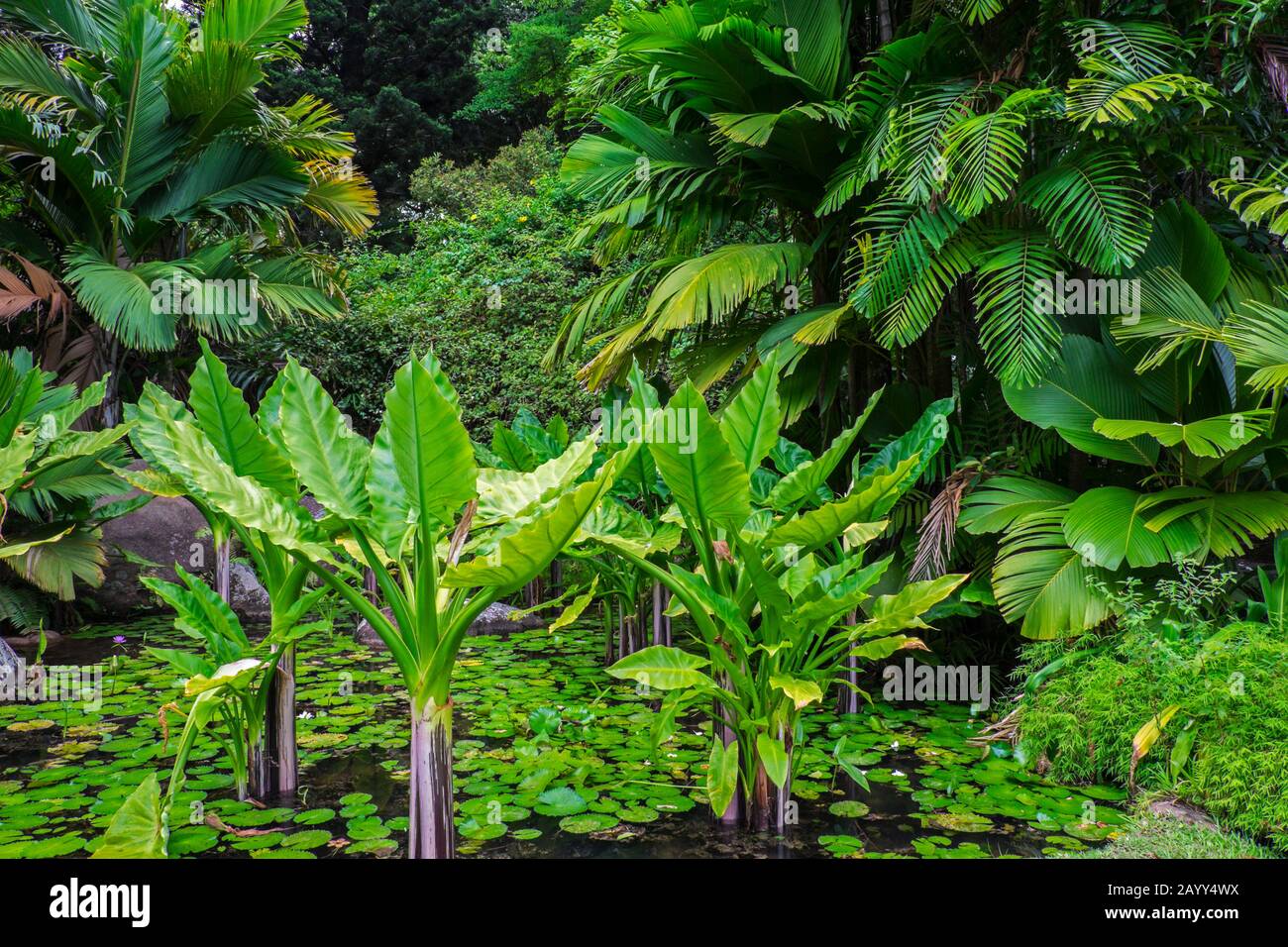 Elephant ear taro (Alocasia macrorrhizos) in a pond of water lillies backed by native palms, Victoria Botanical Gardens, Mahe Island, Seychelles Stock Photo