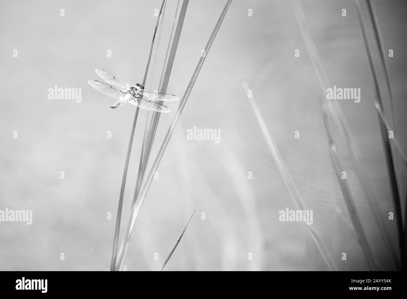 Dragonfly insect sitting on the green grass. Summer time near seaside. Dragonflies are flying insects. aerial predatory insect commonly found near Stock Photo