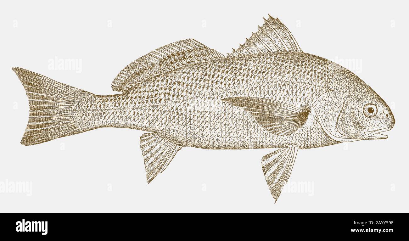 American silver perch, bairdiella chrysoura, a saltwater fish from